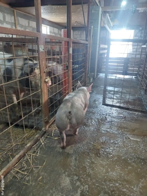 Vand 2 scrofite pietrain  - imagine 2