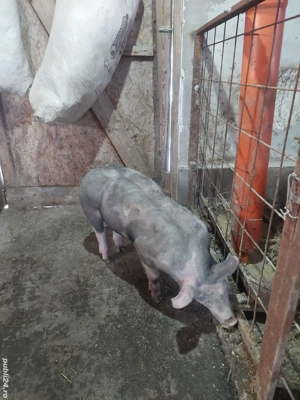 Vand 2 scrofite pietrain  - imagine 5