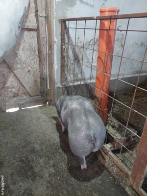 Vand 2 scrofite pietrain  - imagine 4