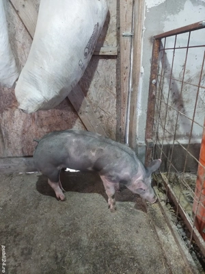 Vand 2 scrofite pietrain  - imagine 3