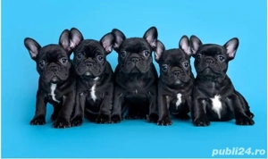 bulldog francez mascul - imagine 5
