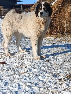 ciobanesc Romanesc de Bucovina - imagine 2
