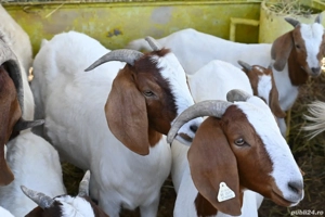 capre boer - imagine 4