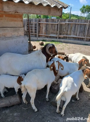 capre boer - imagine 2