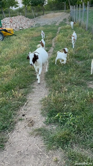 capre boer - imagine 5