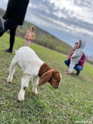 capre boer - imagine 3