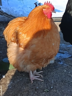 Cocoși orpicnton - imagine 2