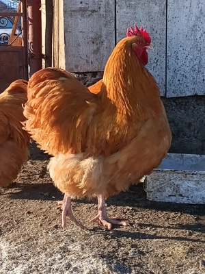 Cocoși orpicnton - imagine 3