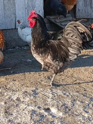 Cocoși orpicnton - imagine 4