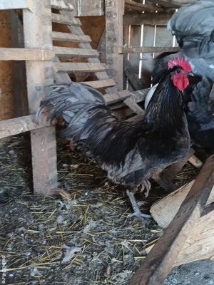 Cocoși orpicnton - imagine 5