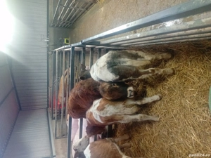 De vanzare vitei mancaciosi