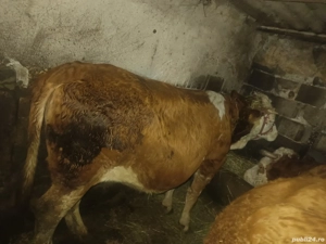 Juninca Bălțata românească gestanta - imagine 4