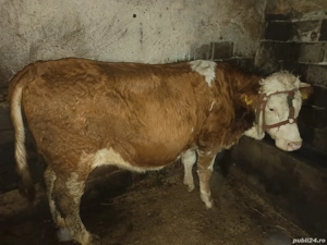 Juninca Bălțata românească gestanta - imagine 3