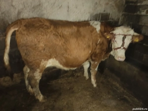 Juninca Bălțata românească gestanta