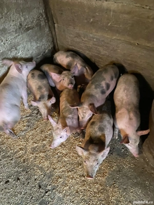 purcei de vanzare - imagine 2