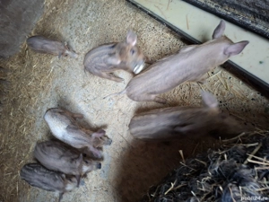 Scrofiță mangalita cu 7 purcei  - imagine 4