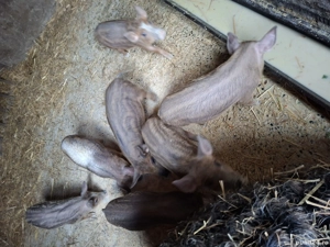 Scrofiță mangalita cu 7 purcei  - imagine 3