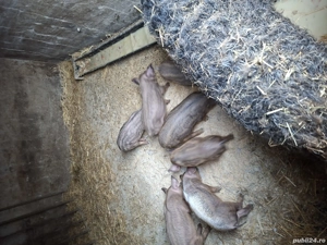 Scrofiță mangalita cu 7 purcei  - imagine 5