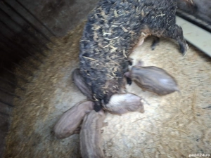 Scrofiță mangalita cu 7 purcei  - imagine 2