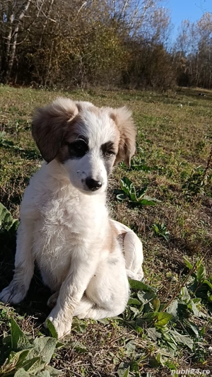 cățelușe spre adopție  - imagine 3