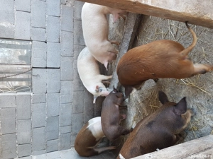 De vânzare șoldani frumoși  - imagine 2