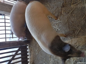 De vânzare șoldani frumoși  - imagine 4