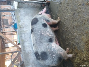 Scroafă de tăiat  - imagine 2