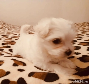 Vand bishon talie mica 6 saptamani ..Mai multe detalii la telf