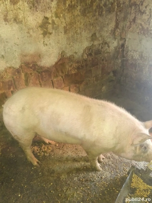 Porci de vânzare crescuți bio - imagine 2