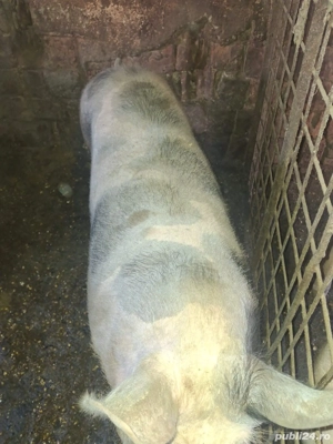 Porci de vânzare crescuți bio - imagine 5