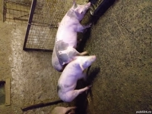 Purcei de vânzare  - imagine 2