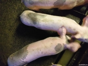 Purcei de vânzare  - imagine 3