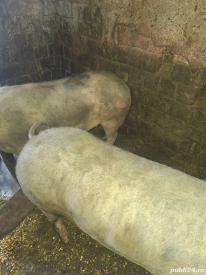 Porci de vânzare crescuți bio - imagine 3