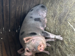 Porc pietrain 230 kg