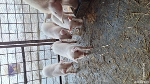 Purcei tn70 cu landras pur  - imagine 3