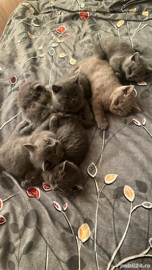 Pisoi British Short Hair  - imagine 5