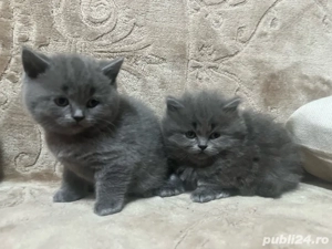 Pisoi British Short Hair  - imagine 2