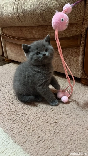 Pisoi British Short Hair  - imagine 4