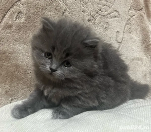 Pisoi British Short Hair  - imagine 3