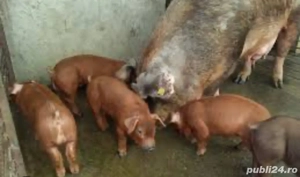 Vând purcei DUROC 3 luni - imagine 2