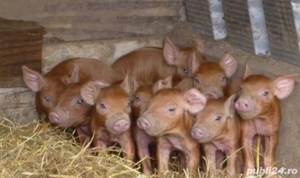 Vând purcei DUROC 3 luni - imagine 3