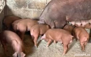 Vând purcei DUROC 3 luni