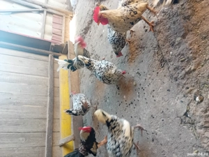 Vând gainușe americane 