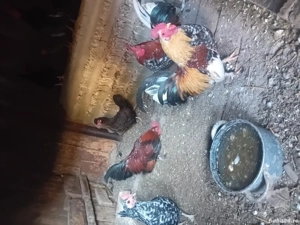 Vând gaini pitice  - imagine 3