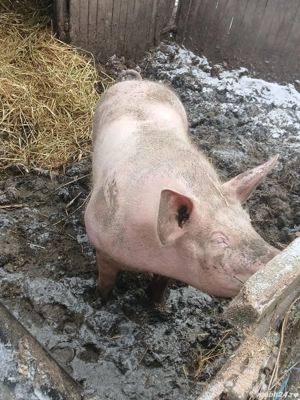 vand porc  de carne  - imagine 5