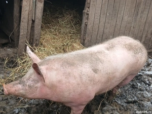 vand porc  de carne  - imagine 2