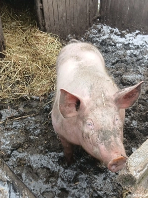 vand porc  de carne  - imagine 4