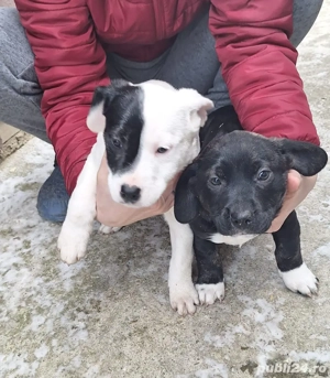 Donăm cățeluși drăgălași și jucăuși, talie medie, vârstă 2 luni