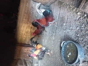 Vând gaini pitice  - imagine 4