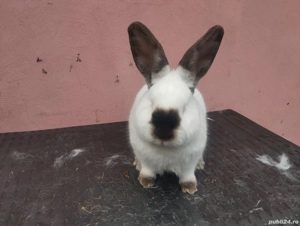 iepuri Uriaș German Gri și California  - imagine 3